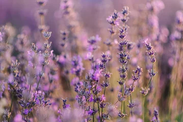 Küchenrückwand glas motiv Lavender field in Provence in soft sunlight. Photo with blooming lavender. Lavender flowers with bokeh on sunset closeup. Composition of nature. Lavender landscape, floral background for banner. © Serhii