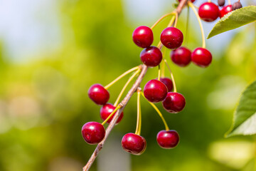 Fresh ripe sour cherry hanging on cherry tree in orchard, ingredient for cherry pie or jam