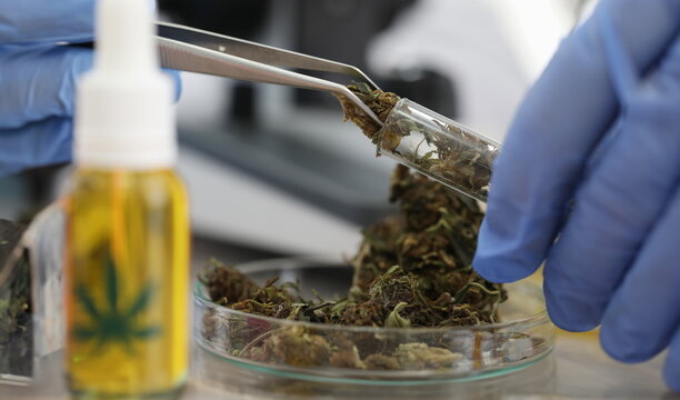 Marijuana Manufacturing Images – Browse 8,891 Stock Photos, Vectors ...