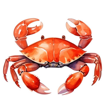Watercolor drawing vector of a crab with a red shell (crayfish), isolated on a white background, Graphic Painting, clipart, Illustration Vector, design logo.