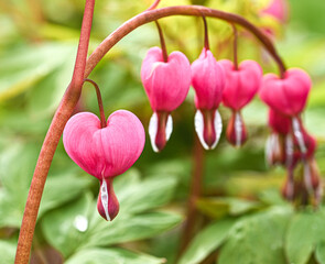 Beautiful close-up of a dicentra spectabilis flower