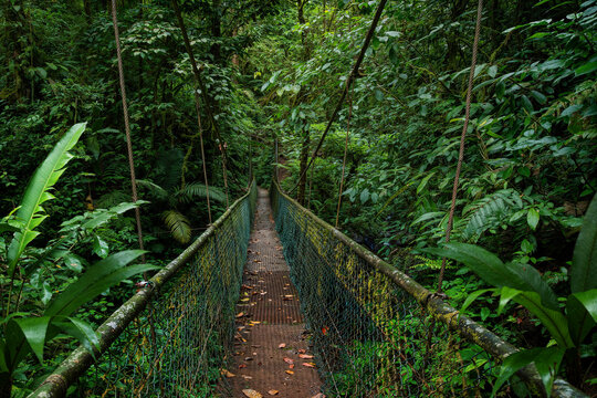 Fototapeta Suspension bridge in the heart of a Costa Rican rainforest