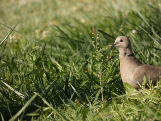 Pájaro paseando en la naturaleza 