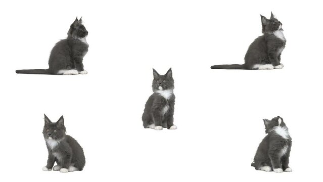 A set of kittens on a white background