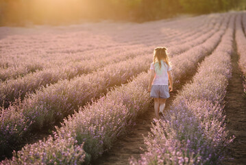 A kid running among lavender flowers with sunlight on a summer day. Children walking and enjoying...