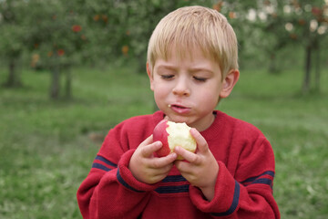Young Child in the Apple Orchard before Harvesting. Small Toddler Boy Eating a Big Red Apple in the Fruit Garden at Fall Harvest. Basket of Apples on a Foreground. Autumn Cloudy Day, Soft Shadow.