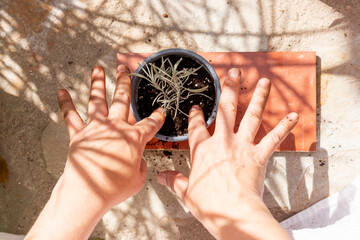 Hands and a young plant in pot during gardening