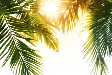 Sunlight filters through palm branches, creating shadows