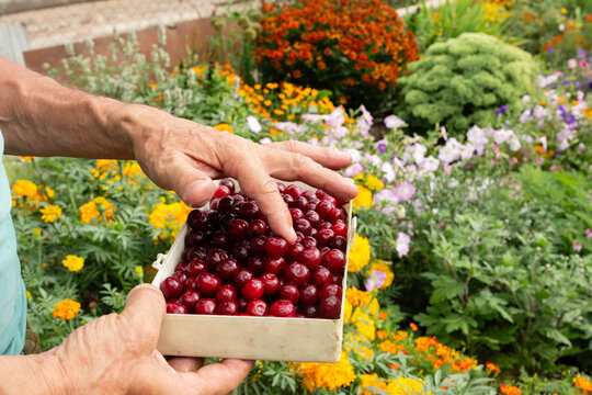 Anonymous man handpicking fresh cherries in a vibrant garden