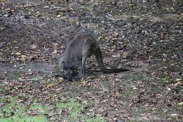 kangaroo in the wild