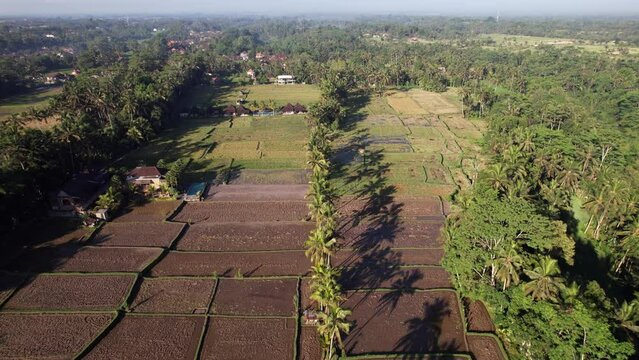 Harvested rice fields, half of them already plowed, aerial wide angle shot. Row of palm trees grow along small path, few buildings seen around cultivated area. Typical scenery of Bali upland