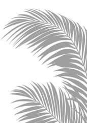 Shadow Palm Leaves silhouette ,Blurry Tropical Coconut Leaf Overlay, Element object for Spring Summer, Mock up Product Presentation
