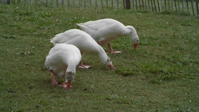 Three white geese with pink beaks and webbed feet are feeding on short green grass , fenced with a metal fence