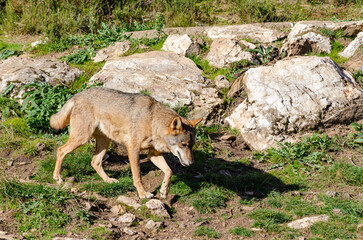 Fototapete bei efototapeten.de bestellen   