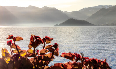 Beautiful view of Lake Como with flowers. Lake with red flowers and mountains, Sunset, Europe, Bellagio