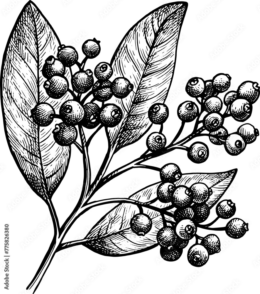 Canvas Prints allspice branch ink sketch.