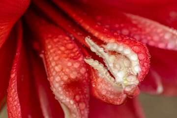 red amaryllis flower with water drops