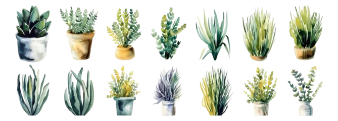 Voilages Cactus Watercolor style, botanical elements, transparent background