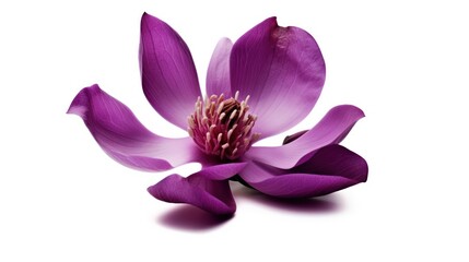 Purple magnolia flower, Magnolia felix isolated on white background - obrazy, fototapety, plakaty