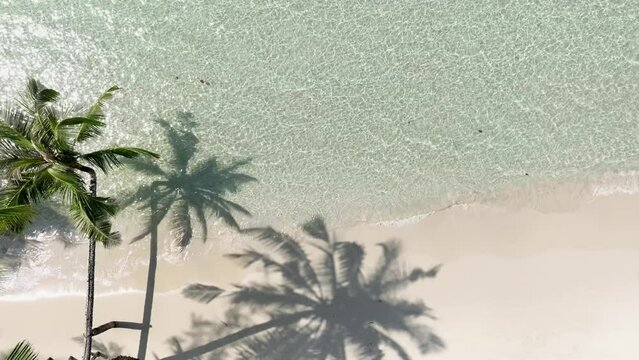 Summer palm tree and Tropical beach with blue of seashore background	