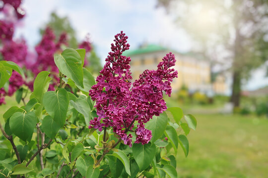 Beautiful Purple Lilac Blossoms. Vibrant lilac blossoms with lush green foliage. Close up, bokeh blurred copy space background. Beauty of nature.