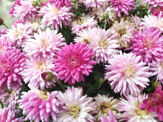 Obraz premium Arrangement of a multicolored aster flower