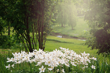 White anemones blooming against a forest landscape Natural floral background with fresh Japanese...