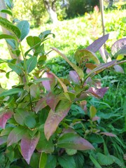 Young blueberry plant on a background of grass