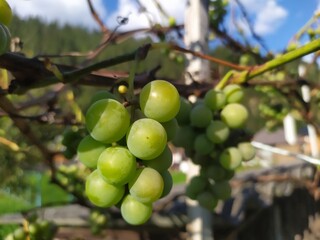 A bunch of green grapes growing high in the Carpathian mountains