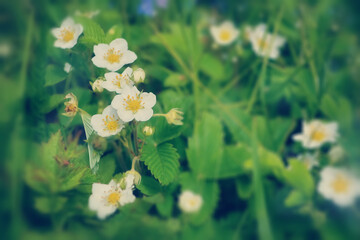 Strawberry flowers blooming during the spring time. White strawberry flowers with green leaves in the garden