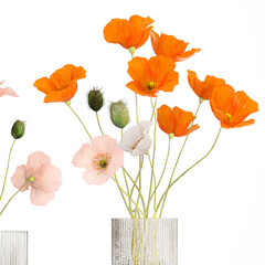 Bouquets of wildflowers with poppy in a glass vase isolated on white background