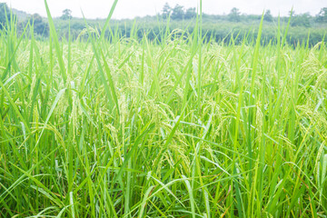 Green rice field in morning after the rain