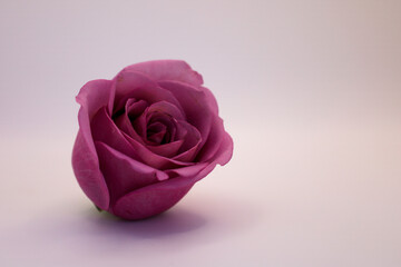 a single purple rose sitting on a plain surface with an almost white background