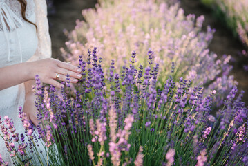 Hands of beautiful girl hold purple flowers lavender in field at sunset. Girl hands collect lavender. Woman in the lavender field. Enjoy the floral glade, summer. Down view. Close up