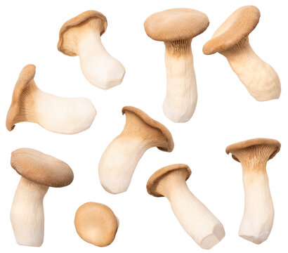 Set Fresh edible mushrooms, including king oyster mushrooms, Pleurotus eryngii isolated, Illustrating mushroom cultivation, food and nutrition, Gardening and Agriculture