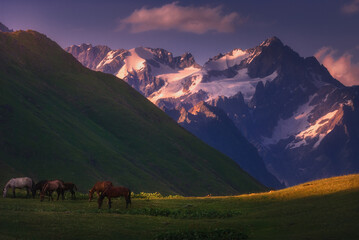 Wild horses are grazing in the valley. Magic view of Caucasus mountains. Georgia