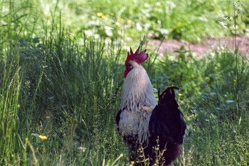 rooster in the grass