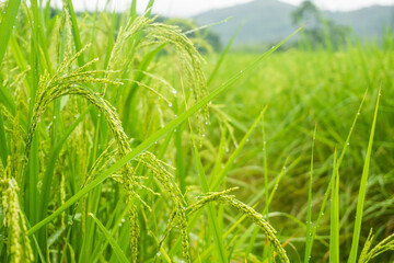 Green rice field in morning after the rain - 775836175