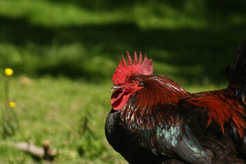 rooster on the farm