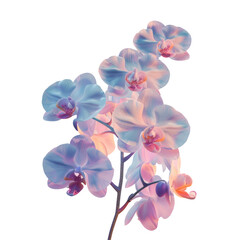 A flower in close up with a Transparent Background