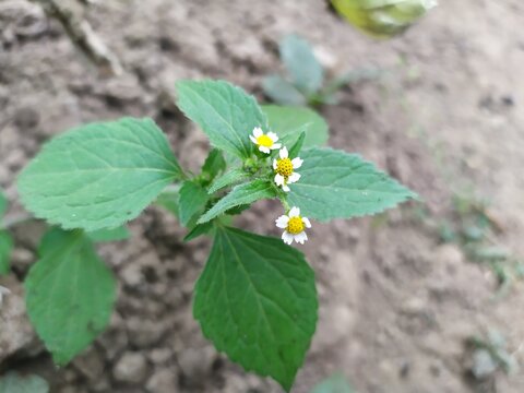 Small-flowered forget-me-not, or small-flowered galinsoga (Galinsoga parviflora) 