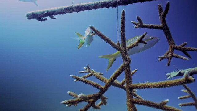 Two Yellowtail snappers swimming next to staghorn corals surgery