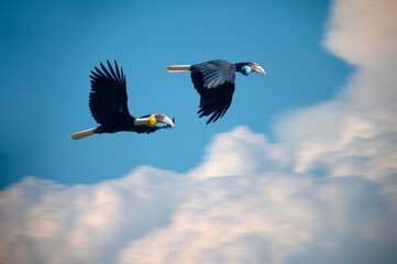 A pair of Wreathed Hornbill  are flying in the sky in the national park. - 775837770