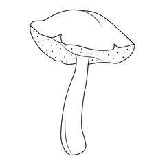 Bolete Mushrooms. Hand drawn Line art. Black and white isolated on white background. Coloring page for kids and adults. Vector illustration.