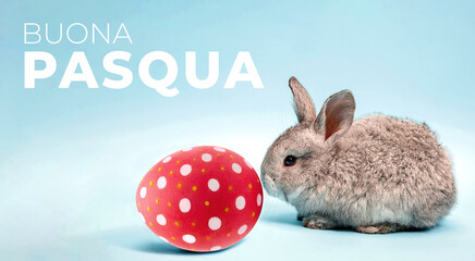 Tenero coniglio di Pasqua marrone con uovo rosso dipinto su sfondo azzurro e scritta Buona Pasqua....