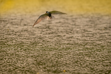 Common Tern with yellow light in the evening - 775840742
