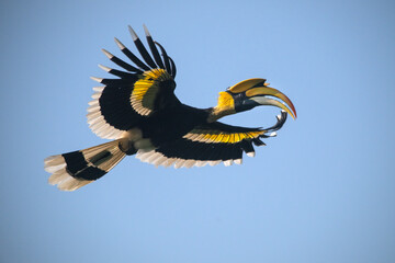 Great Hornbill, A large bird is flying in the sky - 775840744