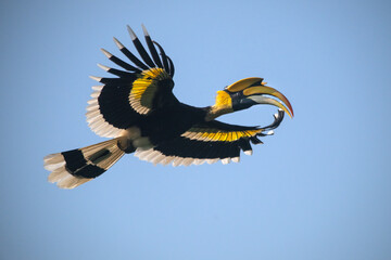 Great Hornbill, A large bird is flying in the sky