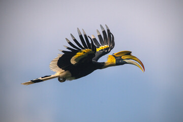 Great Hornbill, A large bird is flying in the sky