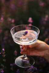 Glass of white wine with a lavender sprig in hand girl in purple lavender field. Cocktail in womans hand among violet flowers with sunlight on summer day. Provence. Romantic time at sunset. Closeup.